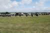 Holsworthy Vintage Rally 2008-Bideford Pipe and Drum Band-Photo id rp-0104
